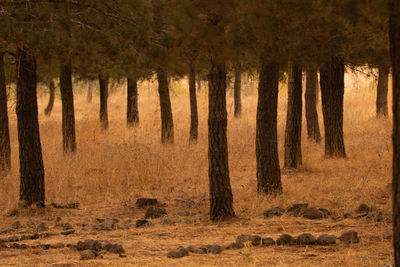 Trees in forest