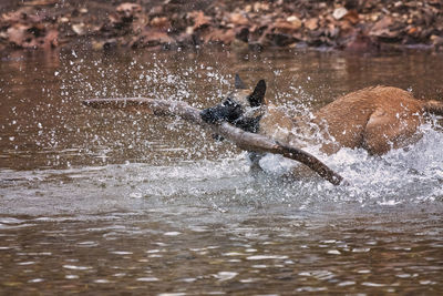 View of dog running in water