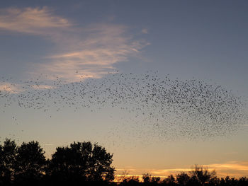 Low angle view of silhouette birds flying against sky at sunset