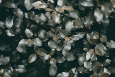 Full frame shot of flowers