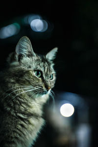 Close-up of a cat looking away