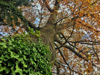 Low angle view of fresh autumn tree against sky