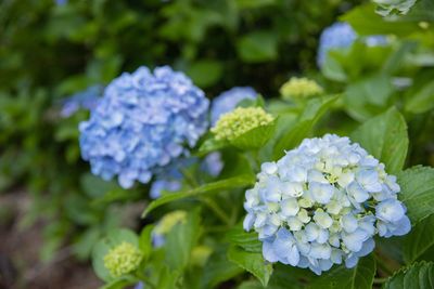 Close-up of blue hydrangea flowers in park