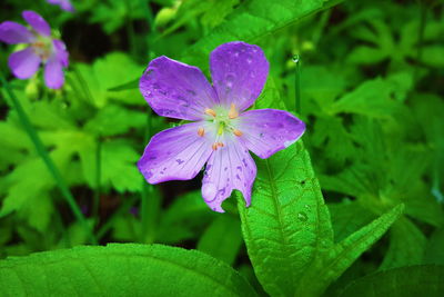 Close-up of purple flowers blooming outdoors