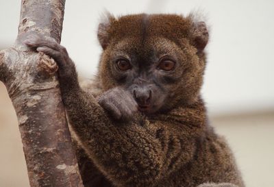 Low angle view of monkey