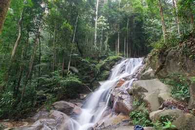 Scenic view of waterfall in forest