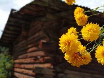 Close-up of yellow flowering plant against building