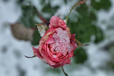 Directly above shot of snow on red rose