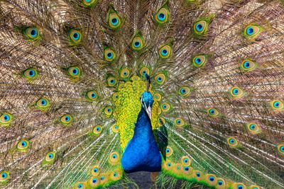 Close-up of peacock