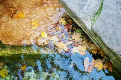 High angle view of messy leaf