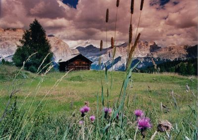 Purple flowers on field by buildings against sky