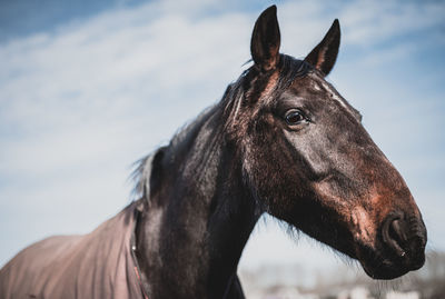 Close-up of a horse