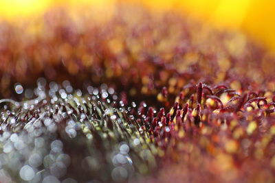 Close-up of wet pollen