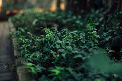 Close-up of plants growing on field