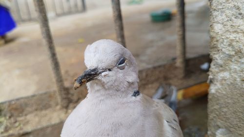 Close-up of pigeon