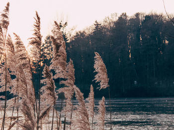 Plants by lake against sky during winter