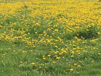 Full frame shot of yellow flowers blooming in field