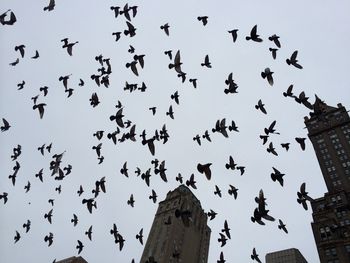 Low angle view of birds flying in the sky