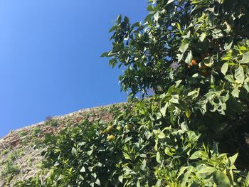 Low angle view of tree against clear blue sky