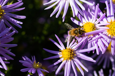 Close-up of bee pollinating on purple flower