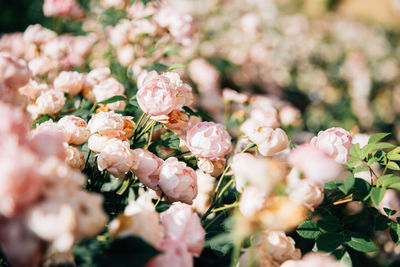 Pink roses blooming outdoors