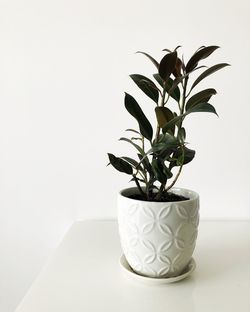 Close-up of potted plant on table against white background