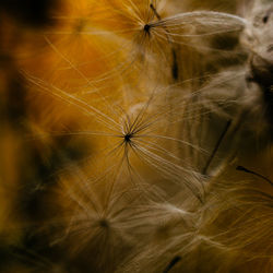 Close-up of dandelion seeds