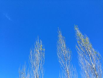 Low angle view of tall against blue sky