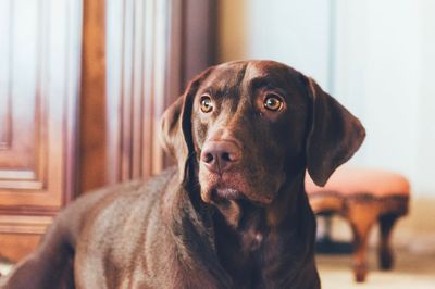 Close-up portrait of dog looking away at home