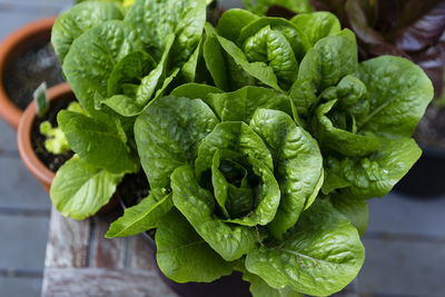 Close-up of green leaves