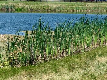 Scenic view of lake