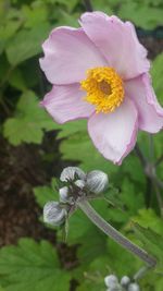 Close-up of pink flowers blooming outdoors