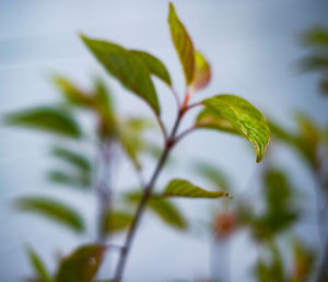 Close-up of plant
