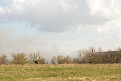 Trees on field against sky