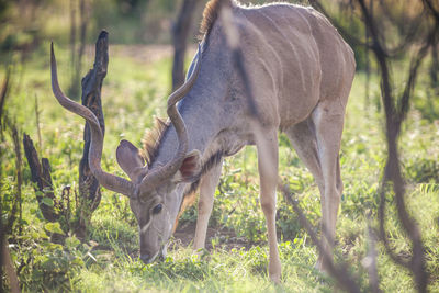 Close up view of kudu in african savannah, madikwe game reserve, south africa