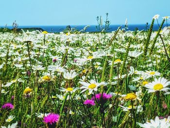 Close-up of flowering plants growing on land