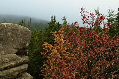 Trees against sky during autumn