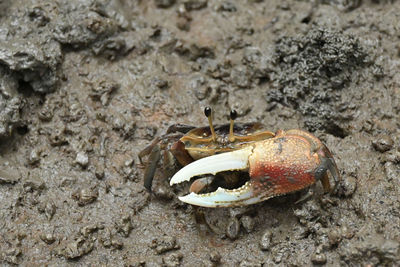 High angle view of crab on beach