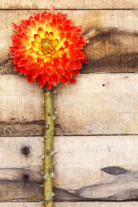 Close-up of flower against wall