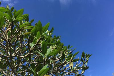 Low angle view of tree against blue sky