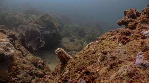 Sea cucumber at mariveles