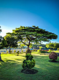 Trees on field against blue sky