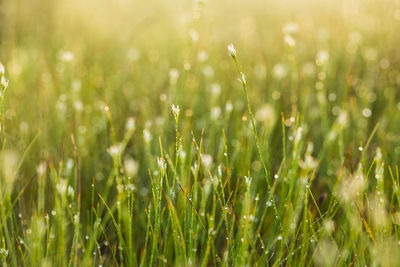 A field of beautiful green sedge grass in morning light. marsh landscape on northern europe. 