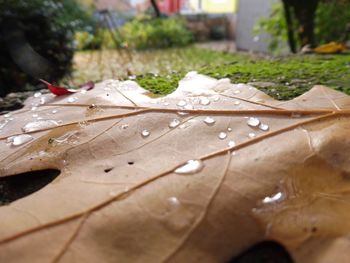 Close-up of raindrops on tree