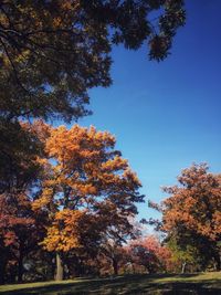 Trees in forest during autumn