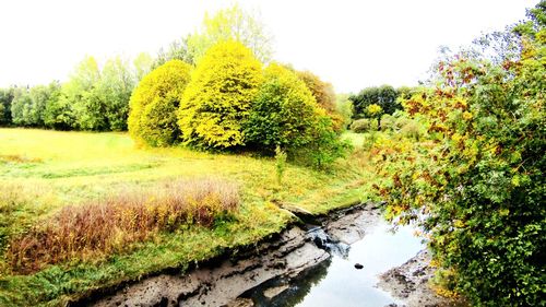 Scenic view of trees on landscape against sky