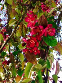 Close-up of pink flowers