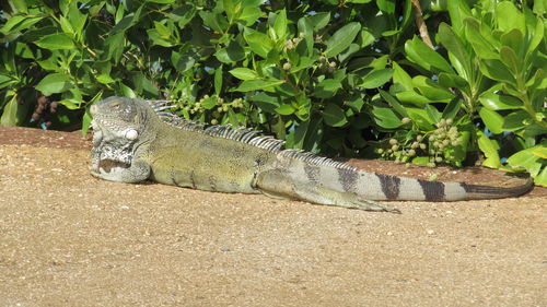 View of lizard on land