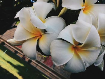 Close-up of white flowers