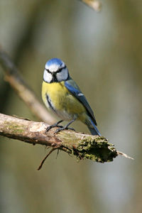 Close-up of bird perching on branch